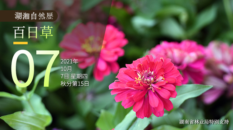 湖湘自然历丨花无百日红？
