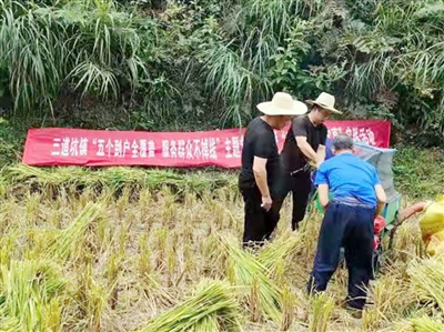 三道坑镇党委政府组织所有网格干部帮助当地群众抢收稻谷。
