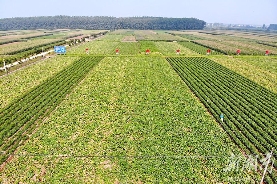 广兴洲镇:长江岸线育芳土 蔬菜小镇迎振兴