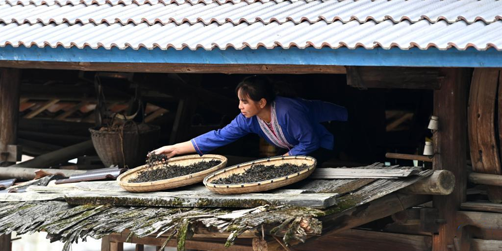 广西三江：发展古树茶产业助农增收