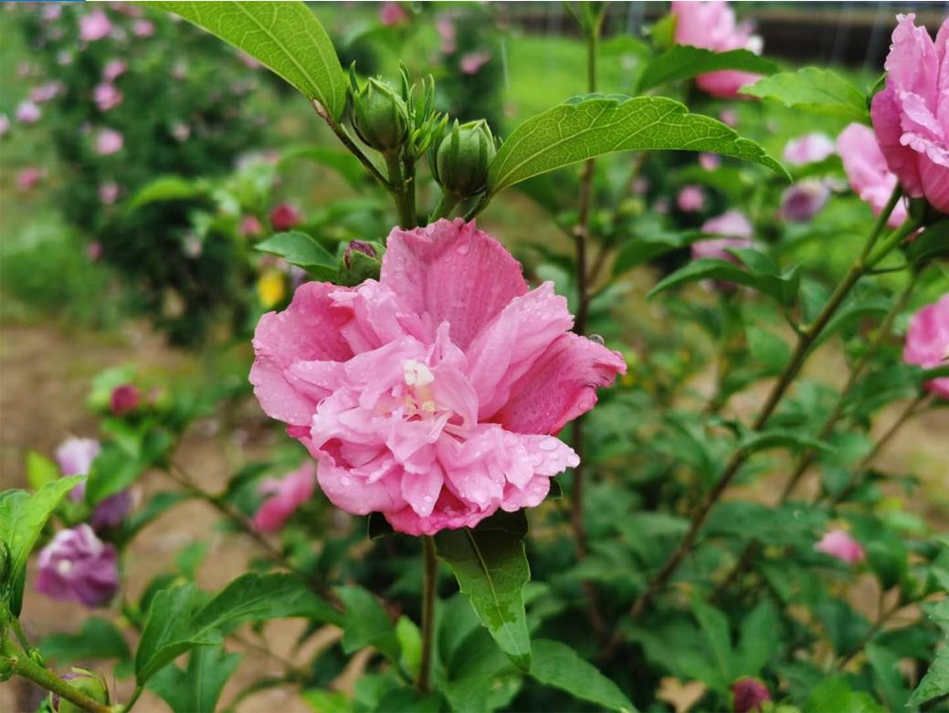 改良后的牡丹木槿，花大、瓣多，易成活、产量高。