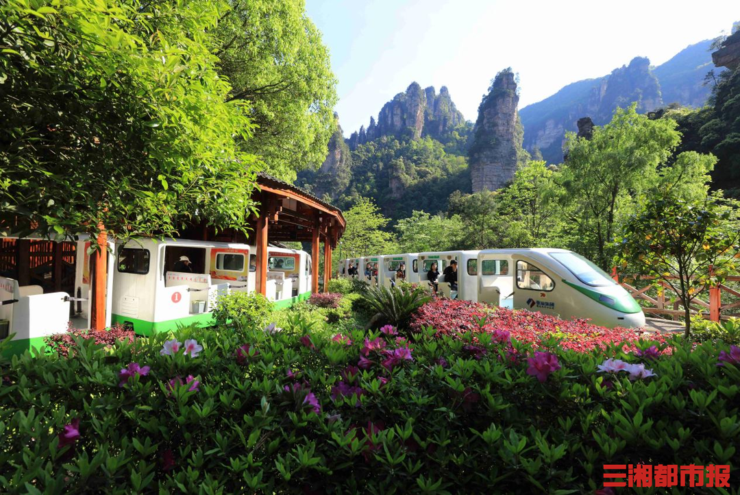 观光电车提质,张家界武陵源十里画廊暂停"接客"