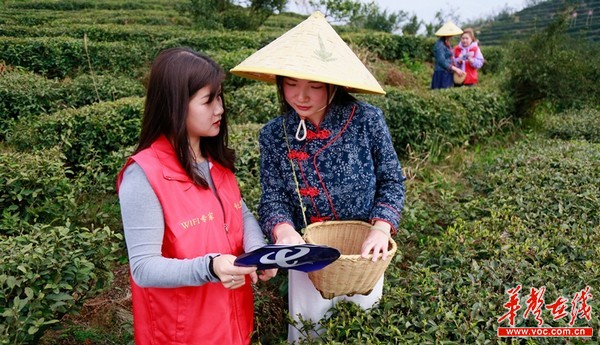 5G守护绿水青山 中国电信助力茶叶之乡打造智慧茶旅小镇