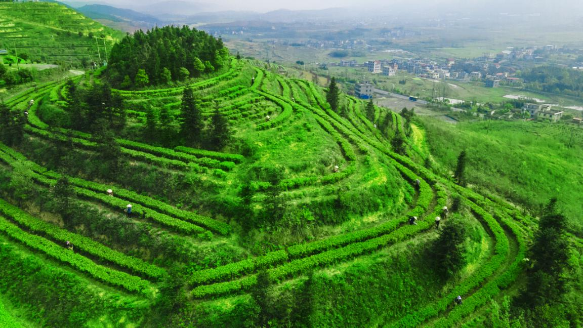 解密“花蜜香、甘鲜味”背后的科技力量 ——湖南省农业科学院茶叶研究所助力湖南红茶产业提质增效