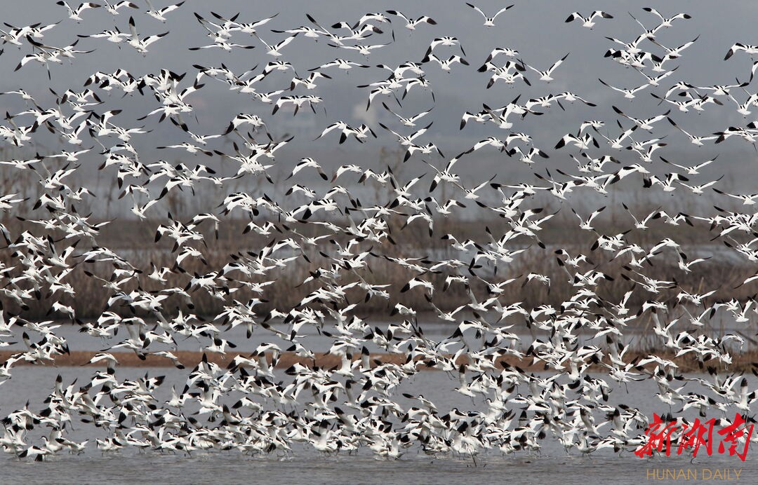  随着生态环境改善，洞庭湖沅江水域候鸟翔集。李剑志 摄影