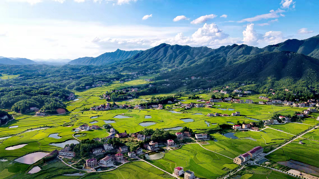 双峰县：再生稻量质齐增 为粮户增产添收