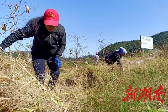 文坡村党员突击队员在黄桃基地里除草。（李尚引 摄）