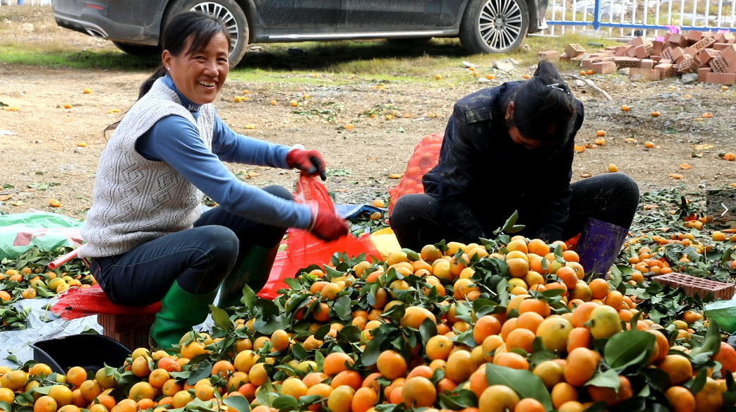 乡村振兴 | 双牌千亩柑桔丰收上市 825位农户喜获分红