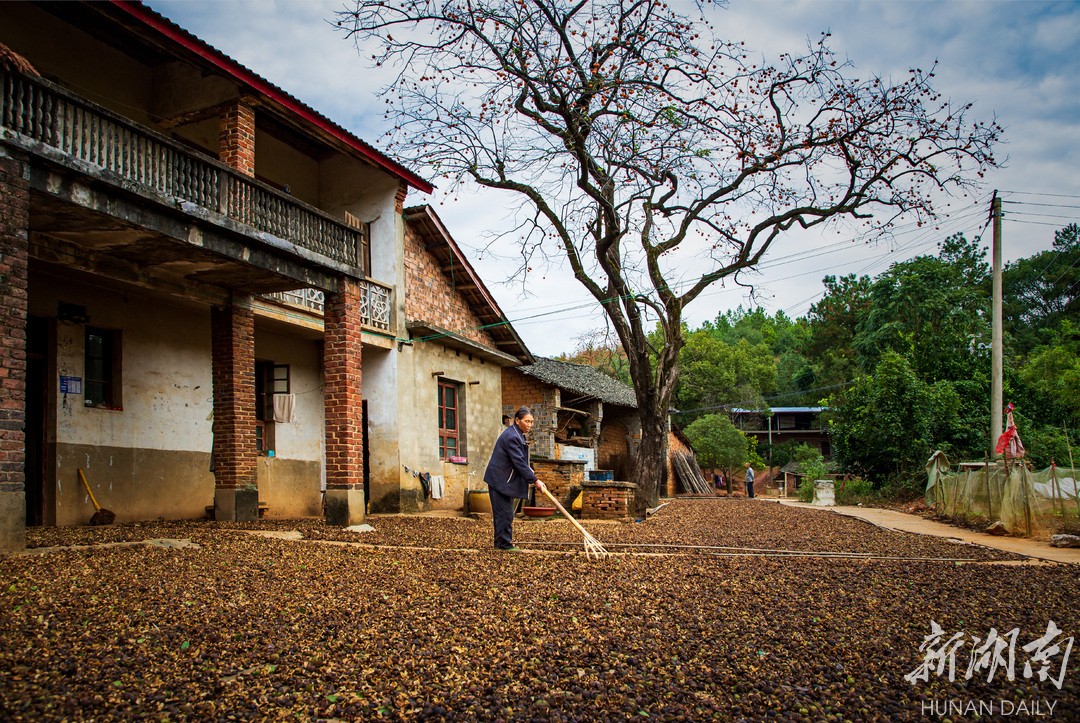 冷水滩黄阳司镇油茶树绿了荒山富了百姓
