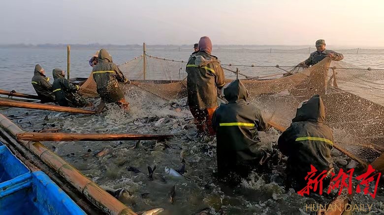  赫山区东湖渔场起鱼现场。郭轩 孙毅 摄