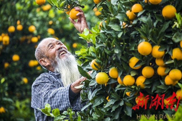 长寿老人与麻阳冰糖橙 滕树明 摄 长寿老人与麻阳冰糖橙 滕树明 摄