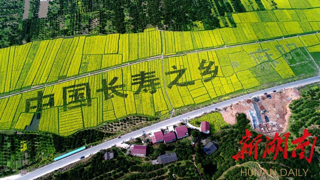 中国长寿之乡麻阳油菜田画 张杰摄 中国长寿之乡麻阳油菜田画 张杰摄