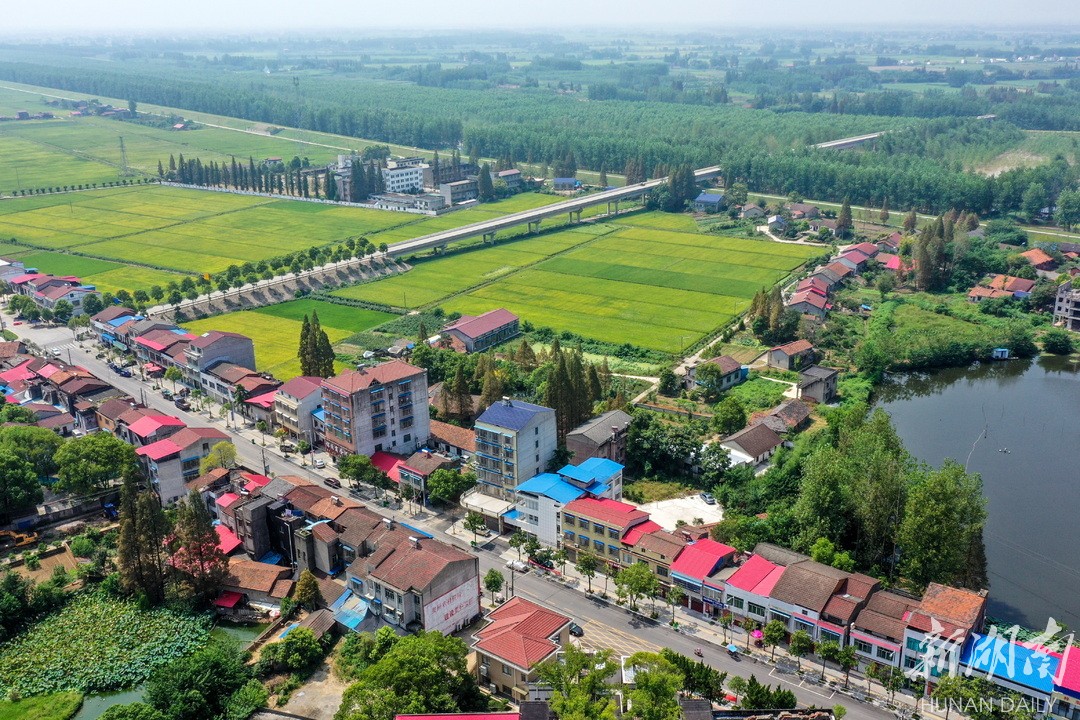 鲇鱼须草药图片