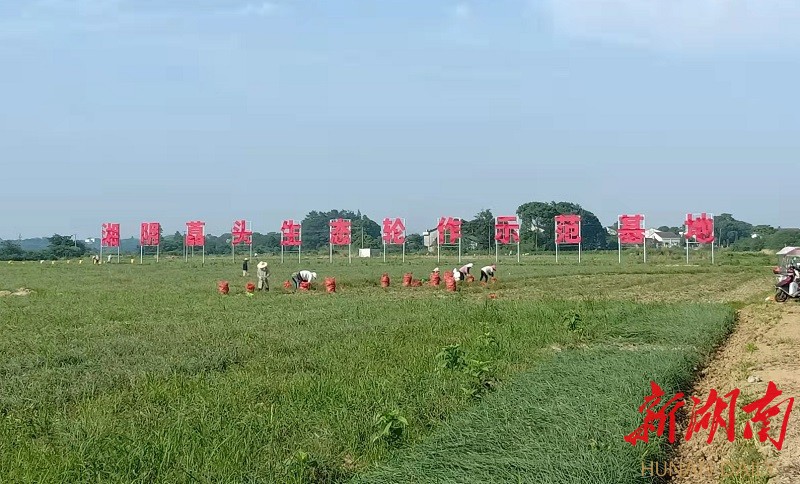 三塘镇三新擘画藠头产业振兴图