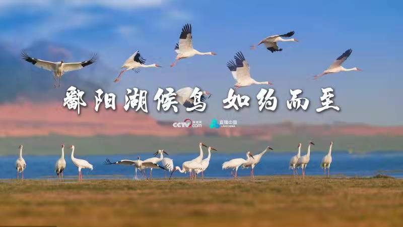 慢直播丨鄱阳湖开启最美观鸟季