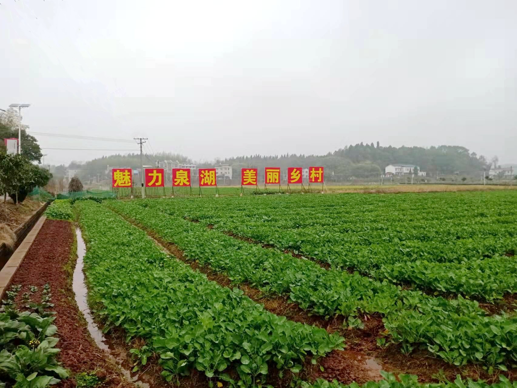 衡南县泉湖镇源泉村图片