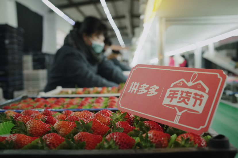 从采摘到发货只需8小时，丹东草莓争分夺秒挤进年货
