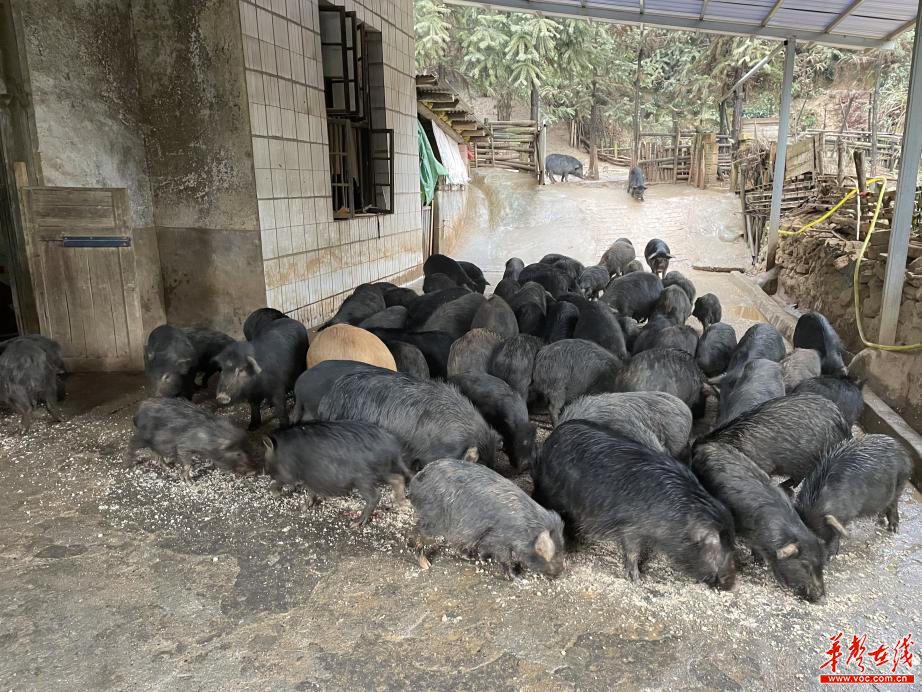 致富经养猪视频全集视频(致富经关于养猪的视频2019年)
