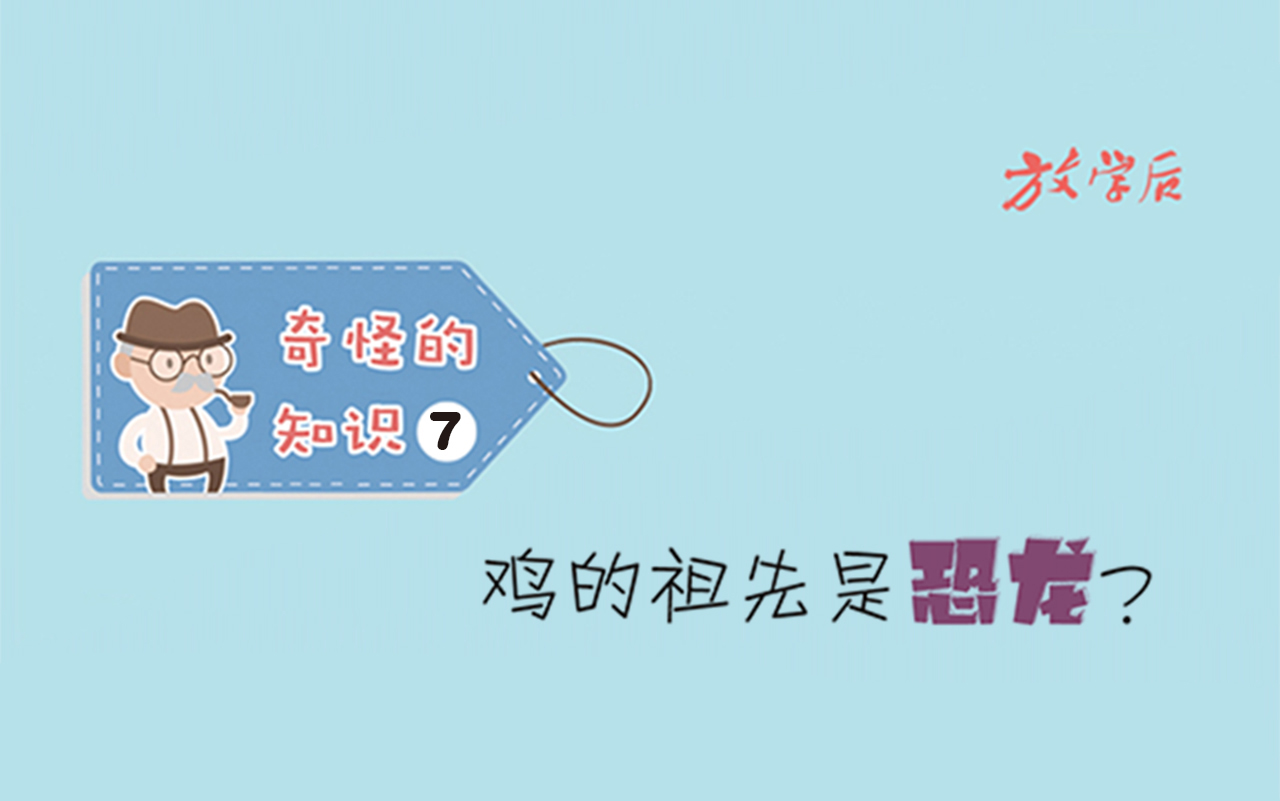 放学后·漫画｜奇怪的知识7：鸡的祖先是恐龙？