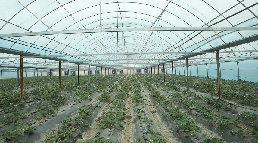 乡村振兴 | 徐佐军：依托草莓产业发展现代化果蔬园