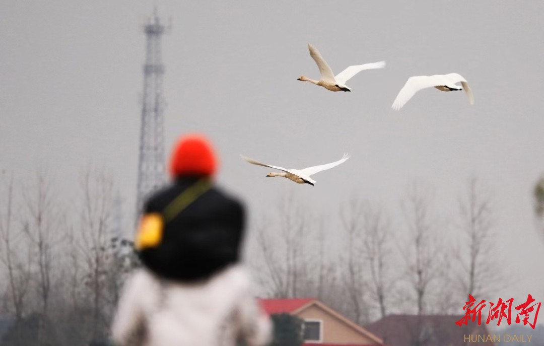 谁的心思更辽阔——小天鹅“芈月”和“平平”的故事