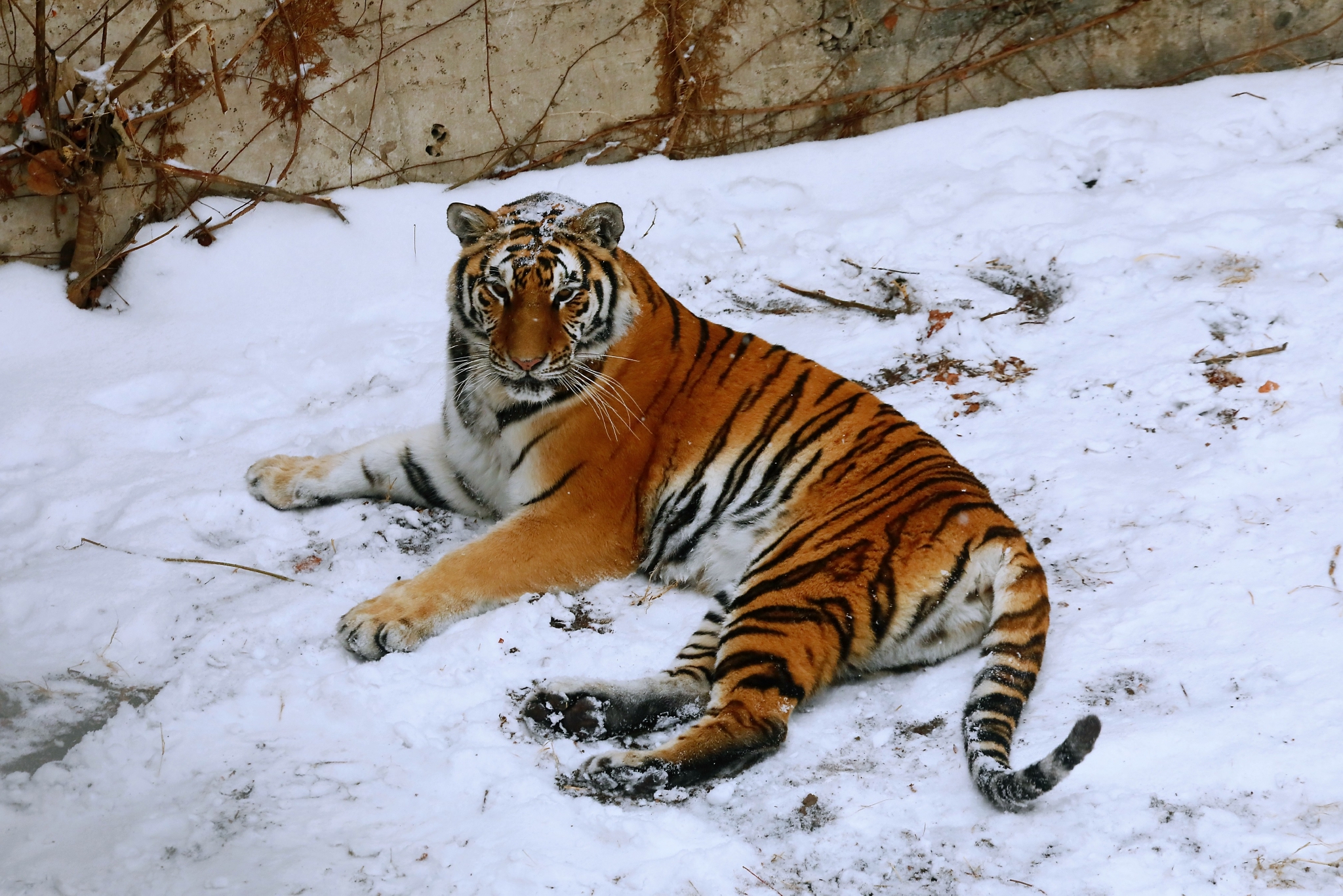虎年看虎，北京动物园里“沾虎气”