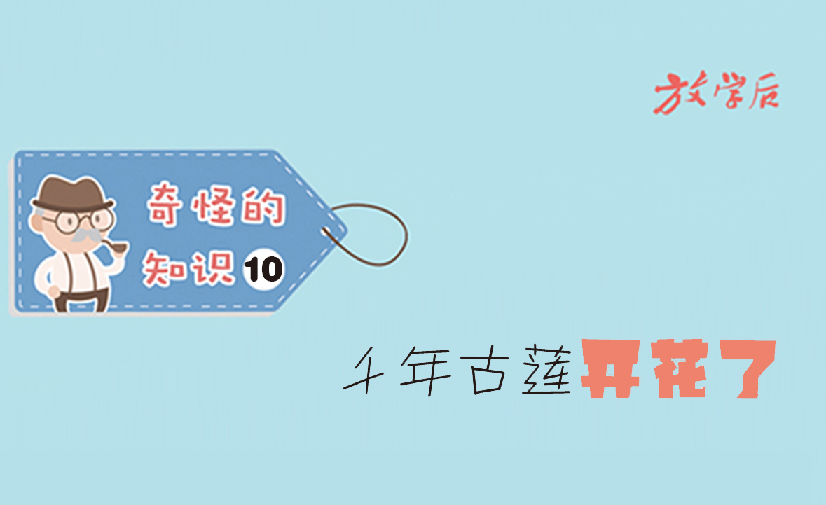 放学后·漫画｜奇怪的知识10：千年古莲开花了