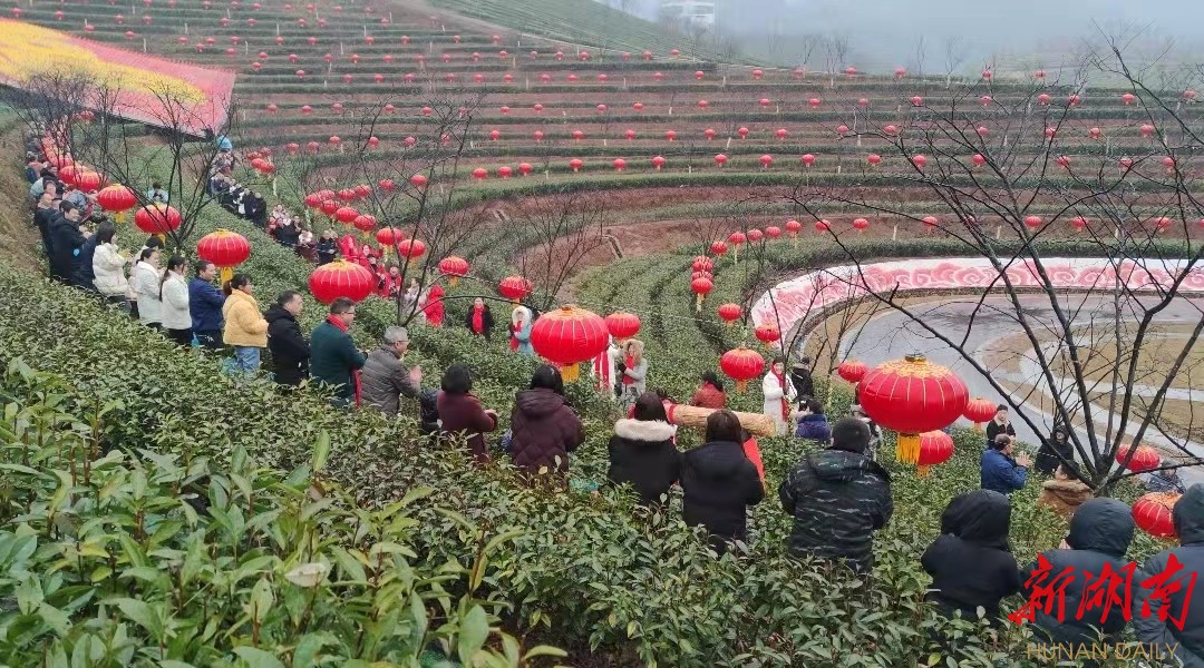 安化县茶香花海生态体验园大红灯笼高高挂,平添一份节日喜庆。 安化县茶香花海生态体验园大红灯笼高高挂,平添一份节日喜庆。