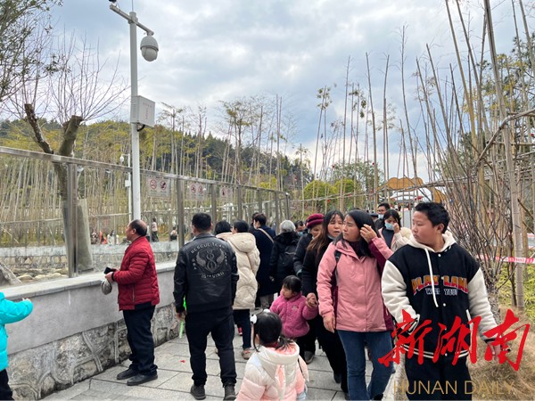 凤凰中华大熊猫苑人流如织 凤凰中华大熊猫苑人流如织