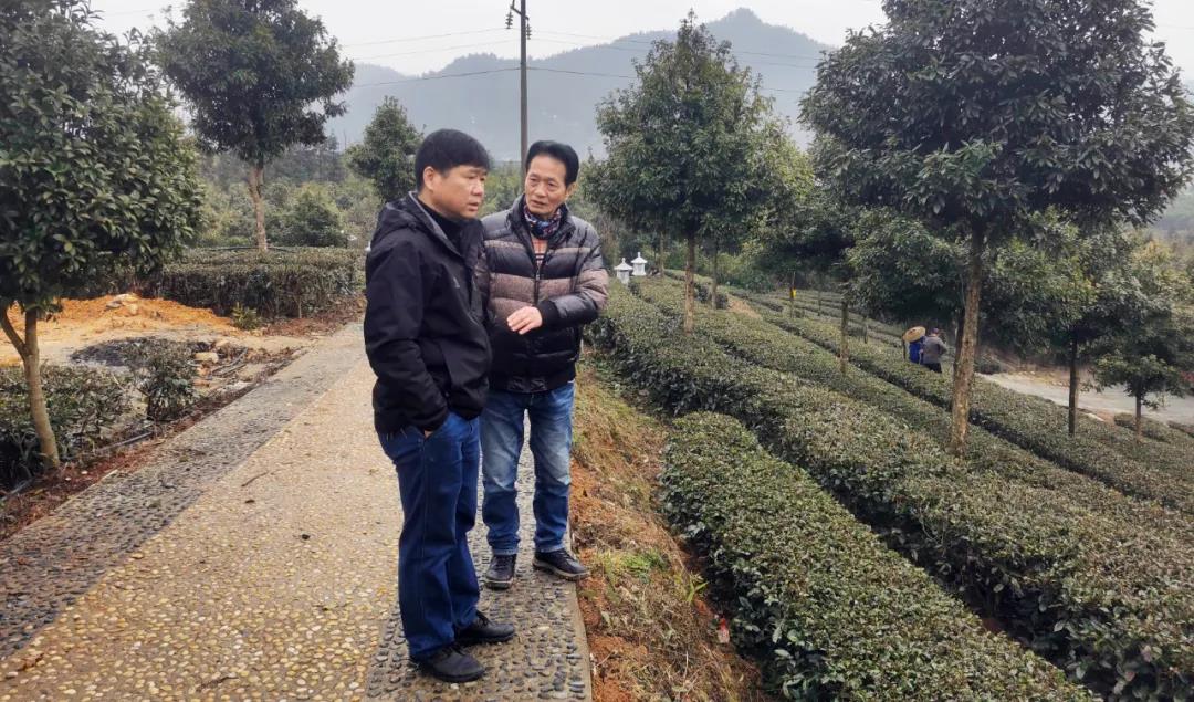 “益台一家亲”两岸合作项目——白沙溪七彩樱花茶园首批6000株樱花树扎根钧泽源