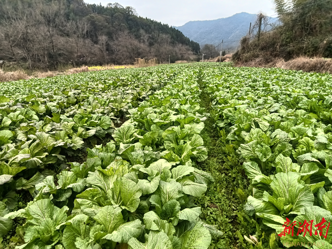 华容芥菜：把时间窖出酸的滋味丨星·鲜货_曹操_kg_蔬菜