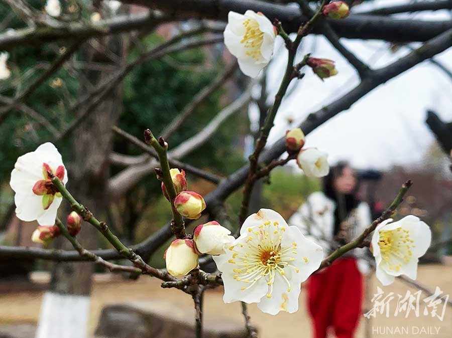 2月21日,长沙市沙湾公园,红梅如丹,白梅胜雪,朵朵梅花艳丽多姿,好一道