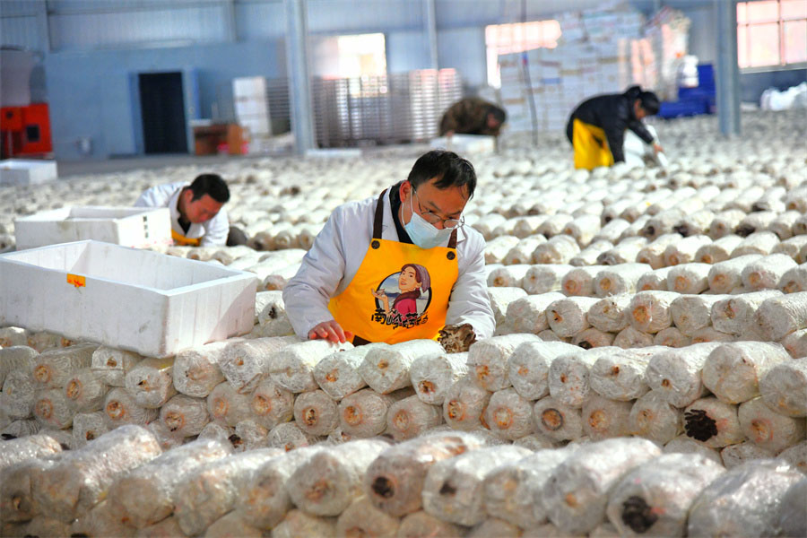 湖南郴州：“蘑菇屋”里的第一场丰收