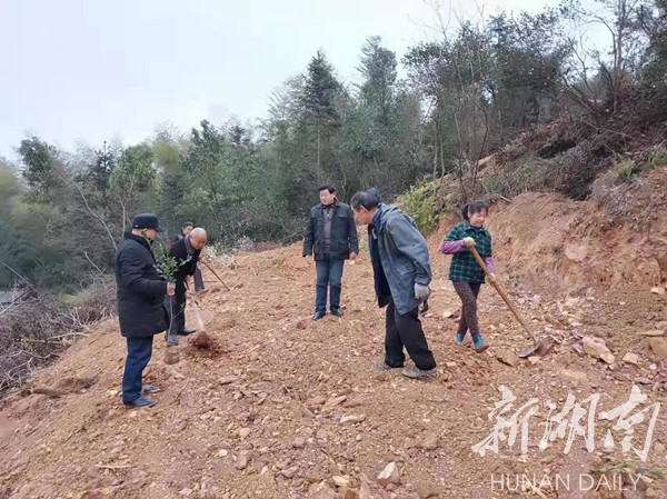 湘潭縣老專家義務(wù)種植油茶樹助力鄉(xiāng)村振興