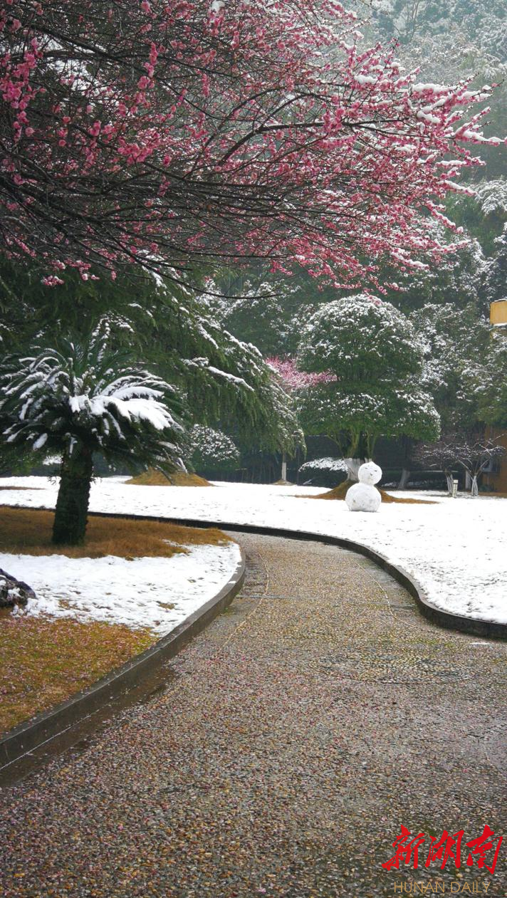组图｜雪梅迎春图