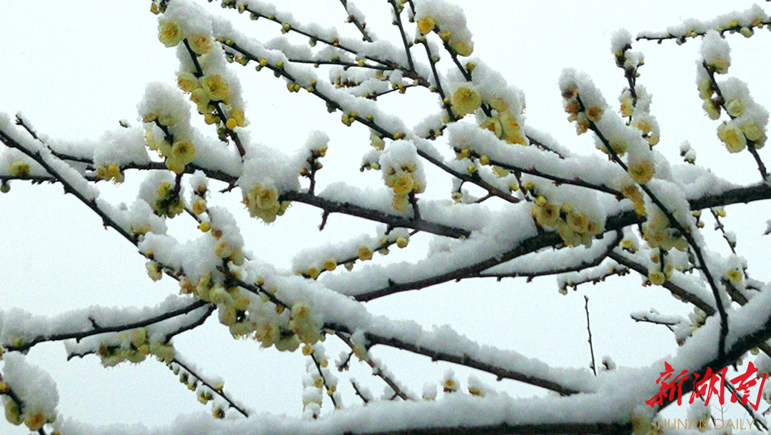 组图｜雪梅迎春图