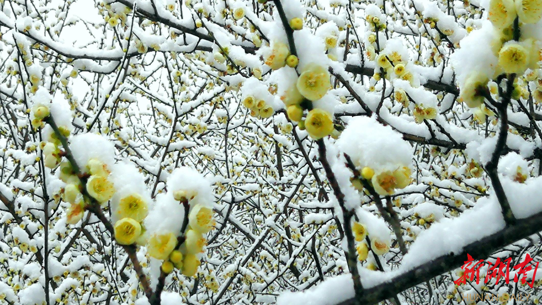 组图｜雪梅迎春图