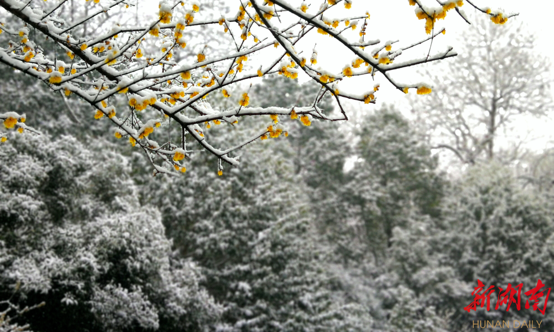 组图｜雪梅迎春图