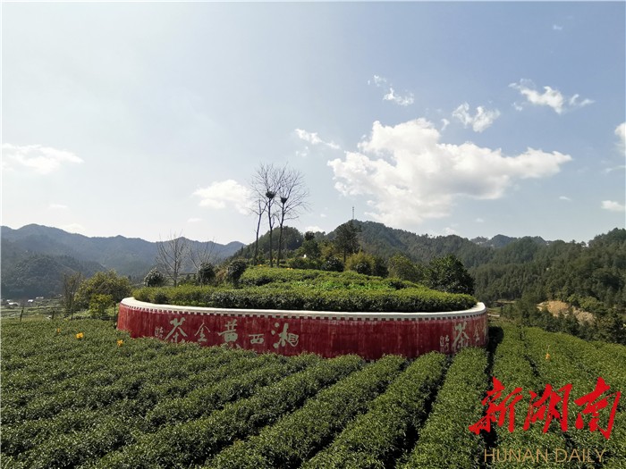 闻茶香 学茶艺 品茶韵——湘西高新区妇联组织开展庆“三八”活动