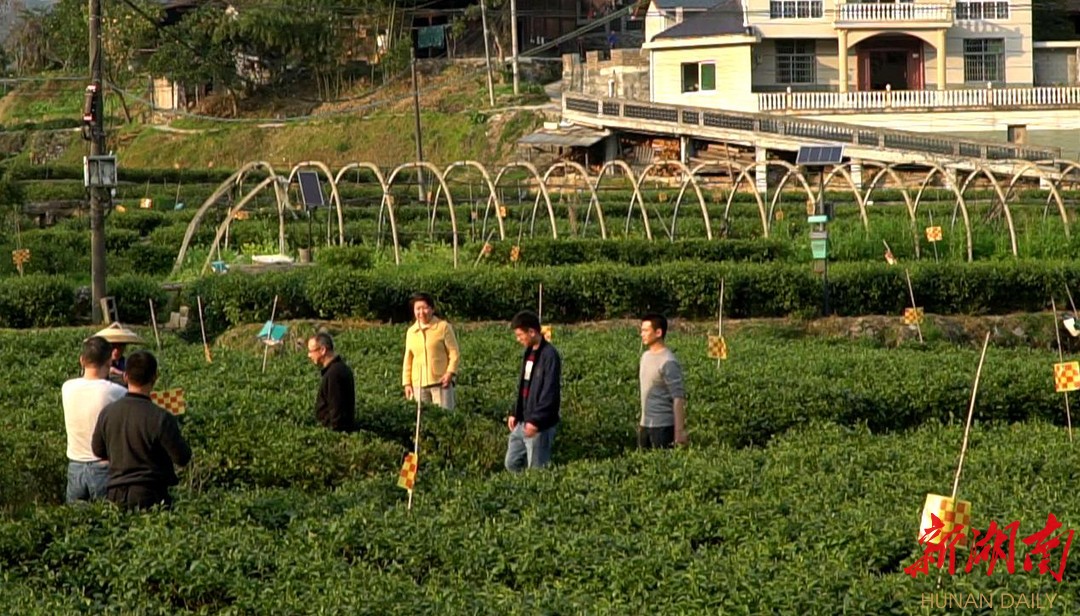 浓浓茶香漫山岗——吉首市隘口村春茶开采现场速写