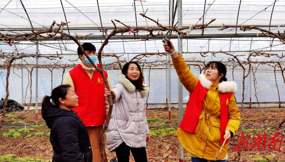 2月15日，宁远县丰利农业葡萄基地，开展“五帮五送”的农业人才小分队志愿者，在现场指导果农如何进行精细化、标准化剪枝