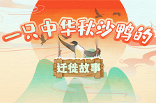 手绘长图｜一只中华秋沙鸭的迁徙故事