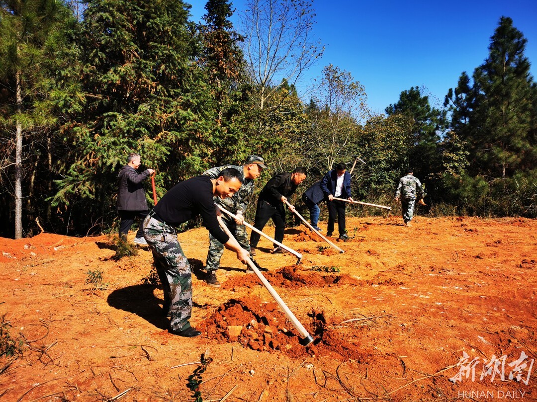 安仁县灵官镇丨护林防火不放松,植树造林添新绿