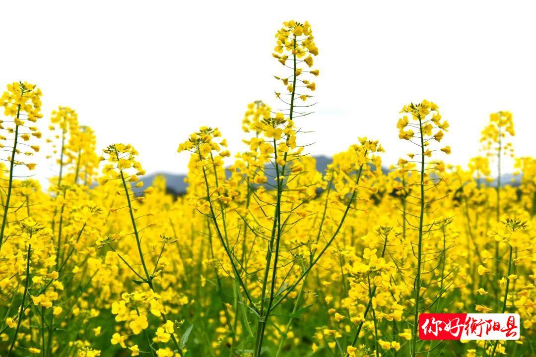 2022湖南油菜花节来了游玩攻略看这里