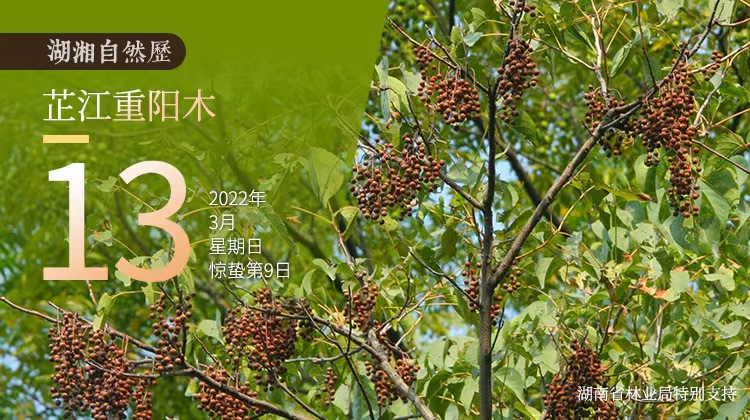 湖湘自然历丨年轮里的故事②能预测天象的“中国最美重阳木”
