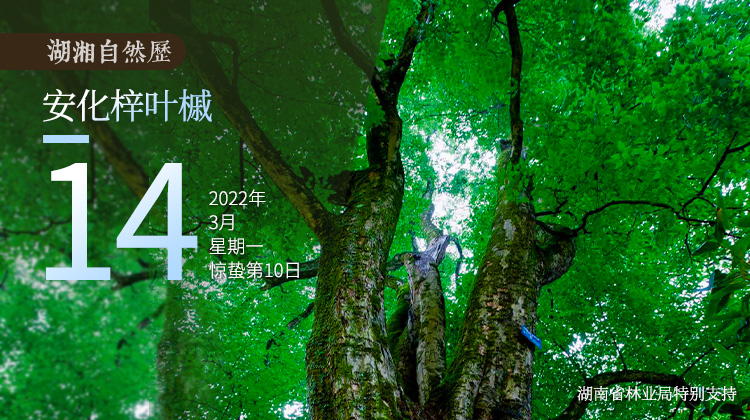 湖湘自然历丨年轮里的故事③万里茶道上的最美“树王”