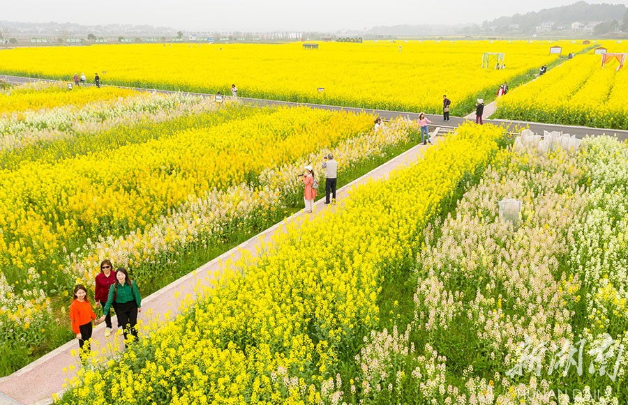 3月15日,盛开的油菜花为长沙县隆平稻作公园铺上一层金色,游客在花海