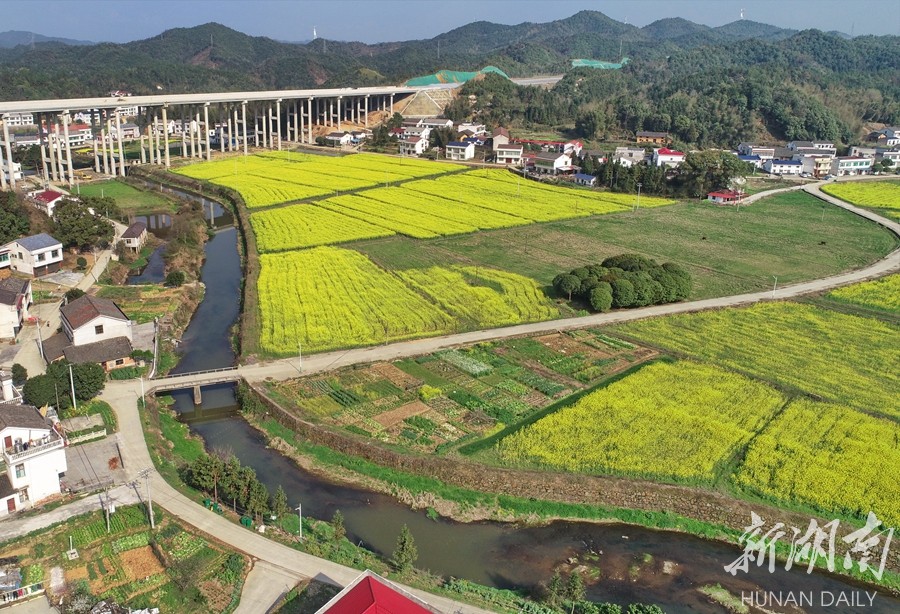 3月15日,平江县瓮江镇,金黄的油菜花开满田间,耀眼夺目,春意盎然.