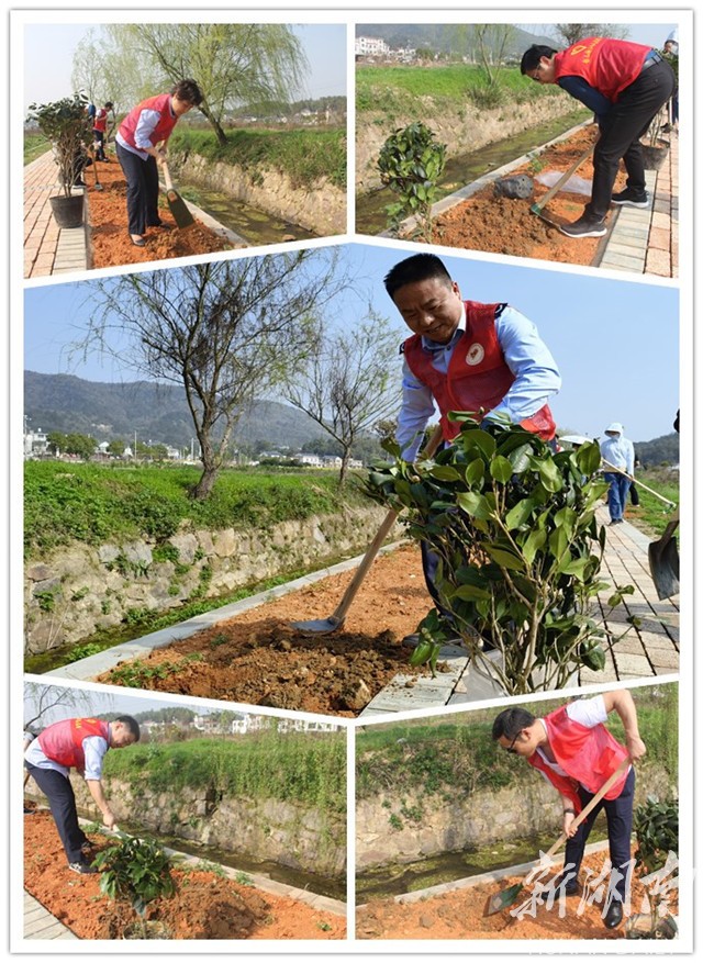 韶山市税务局组织开展义务植树活动