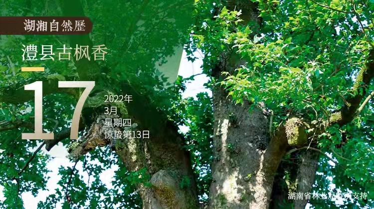 湖湘自然历丨年轮里的故事⑥你可知湖南的“枫香王”在哪？